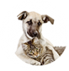 Companion animals