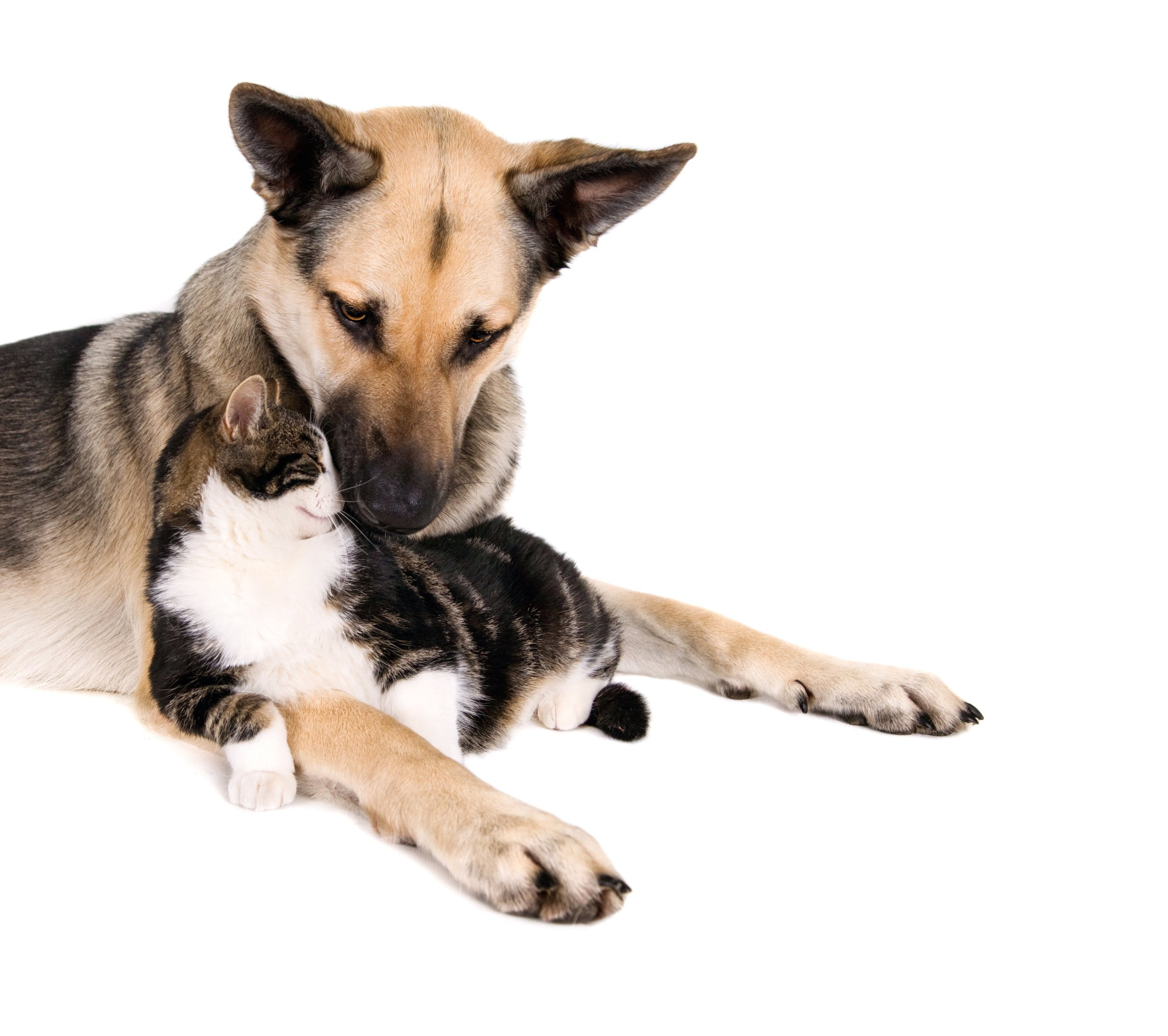 Dog and cat behaviour